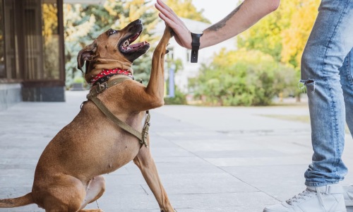 a woman and a dog high five